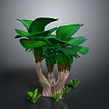 Vibrant Tree with Large Green Leaves Multiple Trunks and Small Base Plants