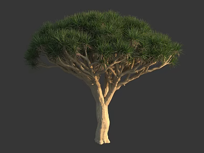 Exotic Tree With Light Colored Trunk Dense Green Foliage And Branchy Structure 3d model