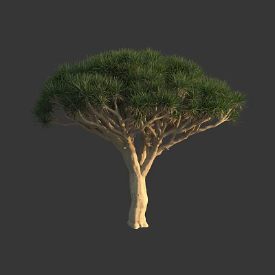 Exotic Tree With Light Colored Trunk Dense Green Foliage And Branchy Structure 3d model