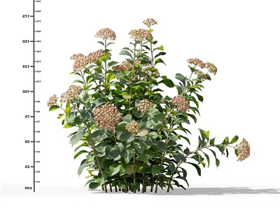 Beautiful Flowering Shrub With Pink White Blooms And Lush Green Leaves 3d model