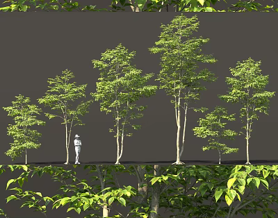 Various Heights of Arbor Trees with Lush Green Foliage and a Person Standing Nearby 3d model