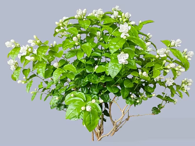 2D Jasmine Jasmine Wood Pear Flower End Fragrant Soul 3d model