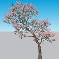 Lush Tree With Pink Flowers In Green Grassland Under Blue Sky And White Clouds