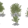 Arbor Trees With Green Foliage In Various Sizes And Natural Forms 3d model
