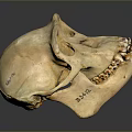 Detailed Natural Animal Skull Anatomical Organ With Eye Sockets And Teeth Structure