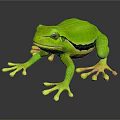 Green Tree Frog With Black Stripe Large Eyes And Suckers On Dark Surface