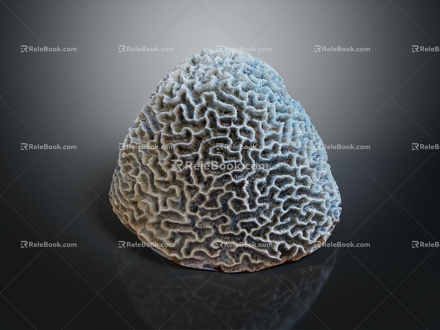 Modern Coral Red Coral White Coral Blue Coral 3d model