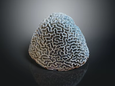 Aquatic Animal Brain Coral Featuring Intricate Patterns and Grayish White Surface in Marine Environment 3d model