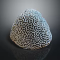 Aquatic Animal Brain Coral Featuring Intricate Patterns and Grayish White Surface in Marine Environment
