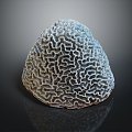 Modern Coral Red Coral White Coral Blue Coral 3d model