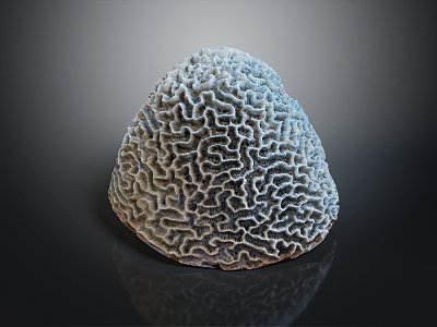 Modern Coral Red Coral White Coral Blue Coral 3d model