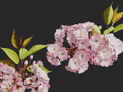 Pink Cherry Blossom Arbor Featuring Pink Flowers And Green Leaves On Dark Background 3d model
