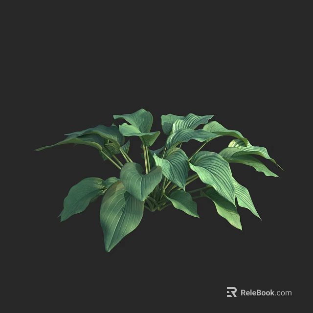 Vibrant Green Leafy Plant With Broad Leaves And Prominent Veins For Indoor Decor 3d model 