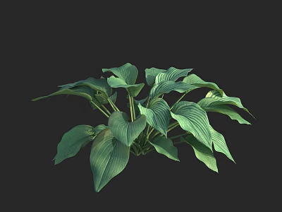 Vibrant Green Leafy Plant With Broad Leaves And Prominent Veins For Indoor Decor 3d model
