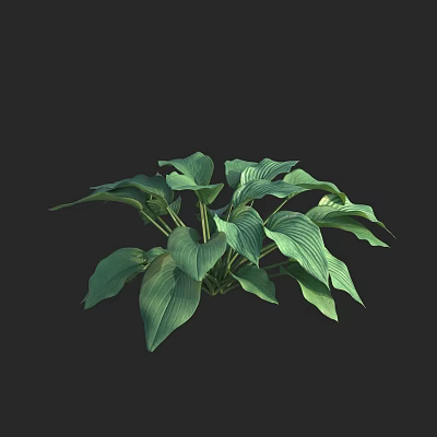 Vibrant Green Leafy Plant With Broad Leaves And Prominent Veins For Indoor Decor 3d model