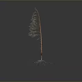 Slender Plant with Green Leaves White Roots and Orange Trunk against Dark Background