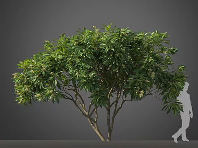 Lush Green Leafy Tree with Spreading Branches and Human Figure for Scale 3d model