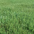 Various Types of Green Natural Grass Lawn Textures for Garden Landscaping