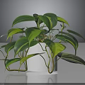 Lush Houseplant With Green And Yellow Variegated Leaves In White Pot On Dark Background