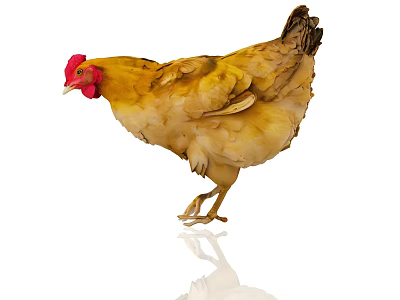 Yellow Chicken With Red Comb Standing On White Background With Clear Reflection 3d model