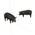Two Black Pigs Standing On White Background In Natural Pose 3d model
