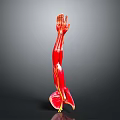 Medical Device Anatomical Arm Model Displaying Detailed Muscle And Vessel Structures