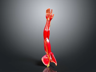 Medical Device Anatomical Arm Model Displaying Detailed Muscle And Vessel Structures 3d model