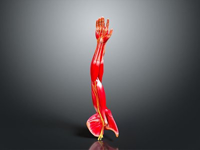 Modern Arm Gesture Arm 3d model