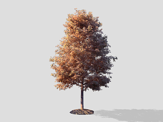 Modern Tree Pointed Tree 3d model