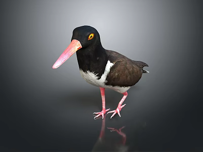 Black Headed Shorebird with Orange Beak White Belly and Pink Legs Standing on Dark Surface 3d model