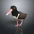 Black Headed Shorebird with Orange Beak White Belly and Pink Legs Standing on Dark Surface