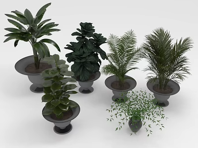 Different Types Of Indoor Houseplants With Varied Leaf Shapes In Decorative Pots For Home Decoration 3d model