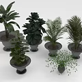 Different Types Of Indoor Houseplants With Varied Leaf Shapes In Decorative Pots For Home Decoration