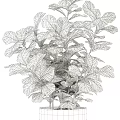 Elegant Bonsai Potted Plant With Lush Green Leaves And White Ceramic Pot