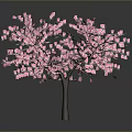 Vibrant Pink Flowering Tree In Full Bloom With Lush Blooms And Petals