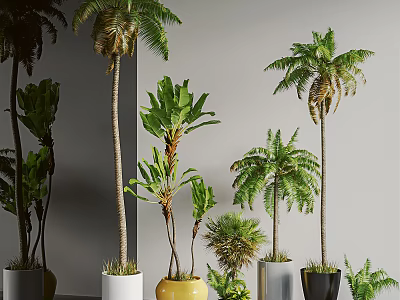 Bonsai Potted Plants Indoor Various Tropical Species With Colored Pots And Heights 3d model