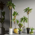 Bonsai Potted Plants Indoor Various Tropical Species With Colored Pots And Heights