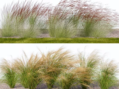 Ornamental Grasses Tall Feathery Red Green and Golden Foliage for Garden Decoration 3d model