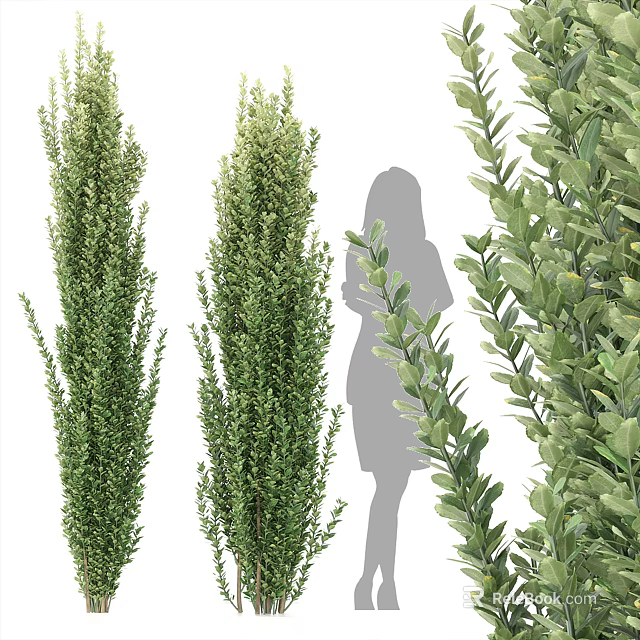 Upright And Leafy Evergreen Shrubs With Dense Foliage And Human Silhouette For Scale 3d model 