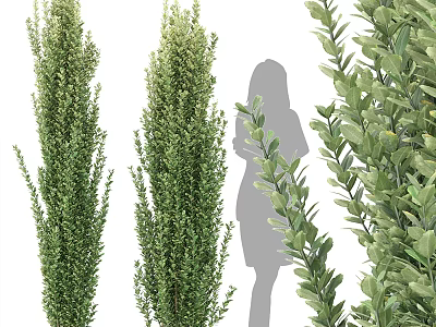 Upright And Leafy Evergreen Shrubs With Dense Foliage And Human Silhouette For Scale 3d model