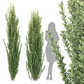 Upright And Leafy Evergreen Shrubs With Dense Foliage And Human Silhouette For Scale