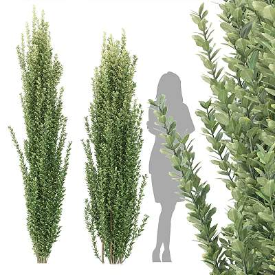 Upright And Leafy Evergreen Shrubs With Dense Foliage And Human Silhouette For Scale 3d model