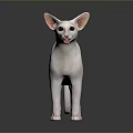 White Sphynx Cat With Blue Eyes Standing On Shiny Surface 3d model