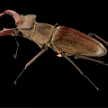 Stag Beetle With Large Curved Mandibles On Black Background Close Up View