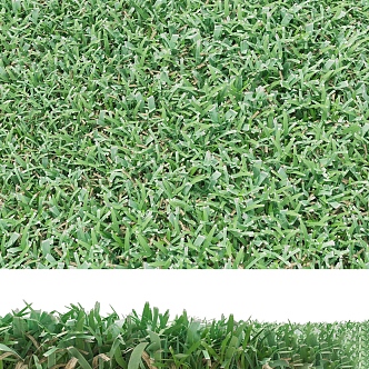 Grass lawn green 3d model