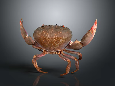 Brown Crab With Red Tip Claws And Detailed Shell On Dark Reflective Background 3d model