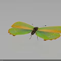 Vibrant Green And Orange Butterfly With Colorful Wings On Dark Background