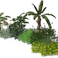 Lush Green Plants Collection With Tropical Leaves And Diverse Foliage Types