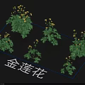 Golden Lotus Flowers Displaying Yellow Blooms And Lush Green Leaves In Garden