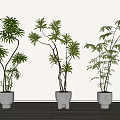 Potted Bonsai Plants with Green Foliage in Various Shaped White Pots on Wooden Floor